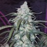 купить семена конопли Auto Fast Bud feminised купить семена конопли Auto Fast Bud feminised