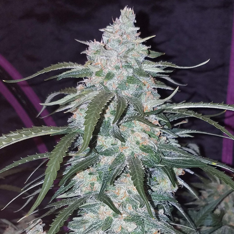 Семена конопли  Auto Fast Bud feminised Ganja Seeds