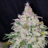 купить семена конопли недорого Auto Fast Bud feminised купить семена конопли недорого Auto Fast Bud feminised