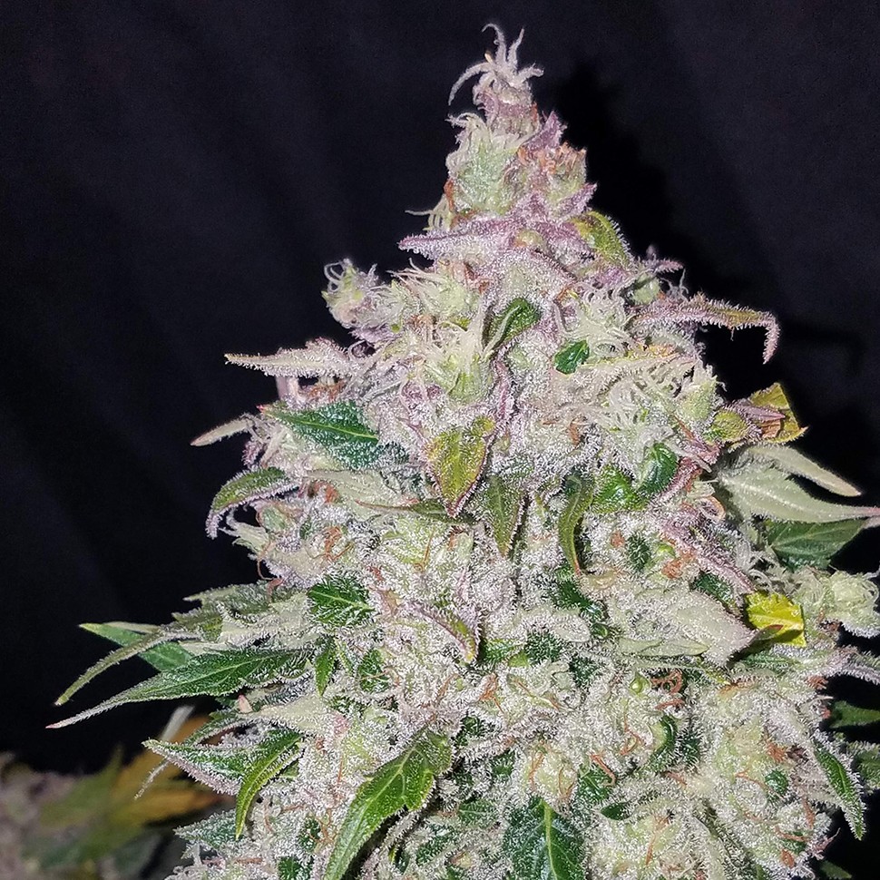 купить семена конопли недорого Auto Fast Bud feminised купить семена конопли недорого Auto Fast Bud feminised
