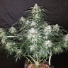 купить семена конопли в оригинальных упаковках Auto Fast Bud feminised купить семена конопли в оригинальных упаковках Auto Fast Bud feminised