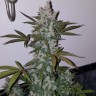 купить урожайные семена конопли Auto Fast Bud feminised купить урожайные семена конопли Auto Fast Bud feminised