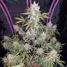 купить качественные семена конопли Auto Fast Bud feminised купить качественные семена конопли Auto Fast Bud feminised