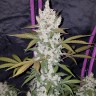 купить семена конопли феминизированные  Auto Fast Bud feminised купить семена конопли феминизированные  Auto Fast Bud feminised