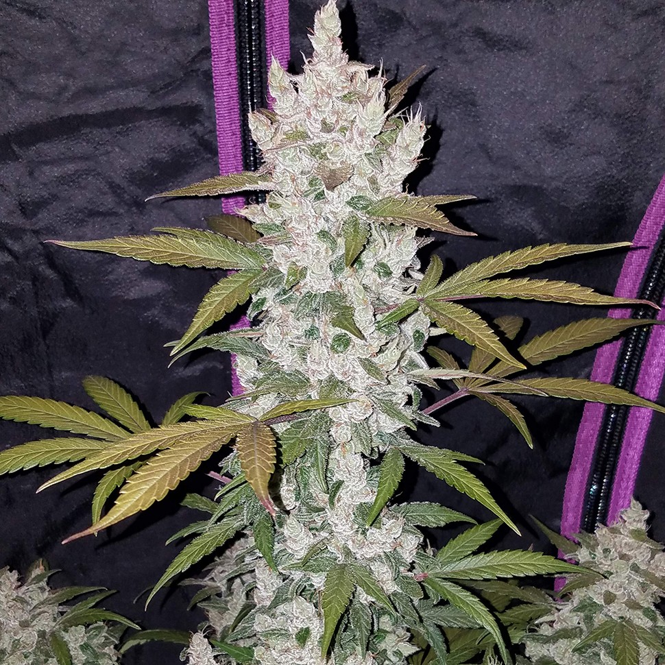 купить семена конопли феминизированные  Auto Fast Bud feminised купить семена конопли феминизированные  Auto Fast Bud feminised