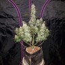 купить семена сортовой конопли Auto Fast Bud feminised купить семена сортовой конопли Auto Fast Bud feminised