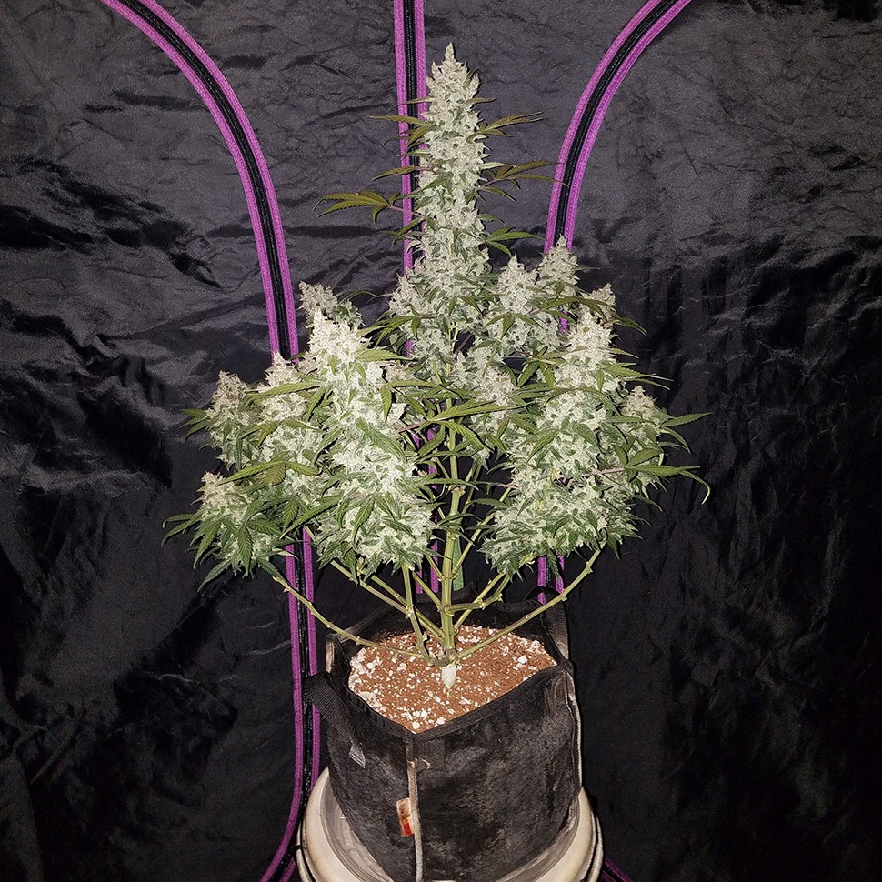 купить семена сортовой конопли Auto Fast Bud feminised купить семена сортовой конопли Auto Fast Bud feminised