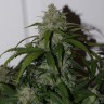 купить автоцветущие семена конопли Auto Fast Bud feminised купить автоцветущие семена конопли Auto Fast Bud feminised