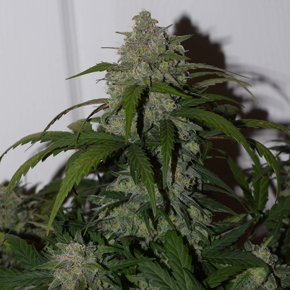 купить автоцветущие семена конопли Auto Fast Bud feminised купить автоцветущие семена конопли Auto Fast Bud feminised