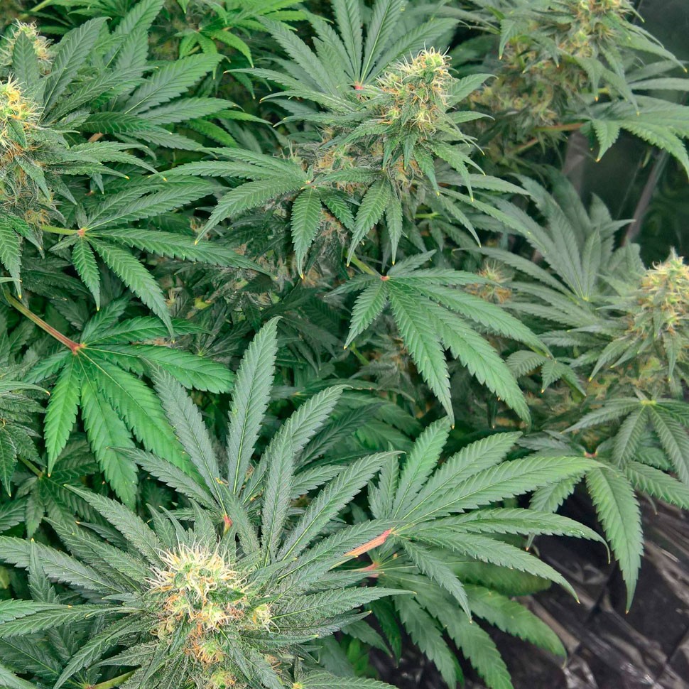 Семена ганжа  Early Skunk regular Ganja Seeds