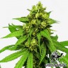 купить урожайные семена конопли Northern Lights feminised купить урожайные семена конопли Northern Lights feminised