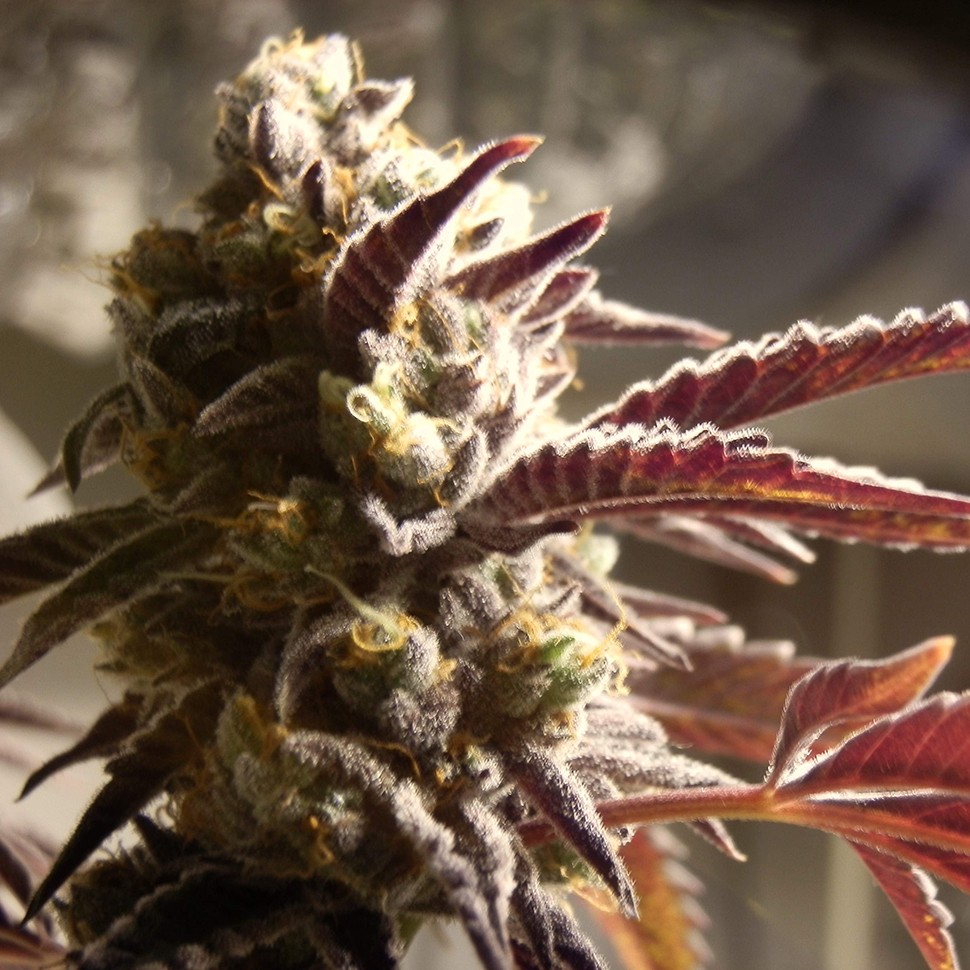 Семена  Auto Seemango feminised Victory Seeds