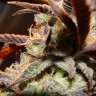 семена конопли Auto Seemango feminised Victory Seeds семена конопли Auto Seemango feminised Victory Seeds