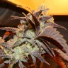 семена конопли в фирменной упаковке Auto Seemango feminised Victory Seeds семена конопли в фирменной упаковке Auto Seemango feminised Victory Seeds
