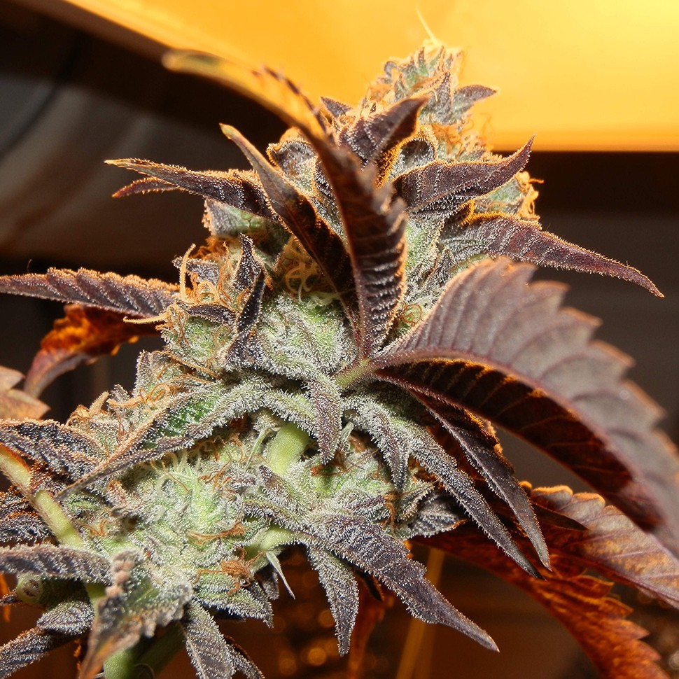 семена конопли в фирменной упаковке Auto Seemango feminised Victory Seeds семена конопли в фирменной упаковке Auto Seemango feminised Victory Seeds