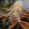 семена конопли интернет магазин Auto Seemango feminised Victory Seeds семена конопли интернет магазин Auto Seemango feminised Victory Seeds