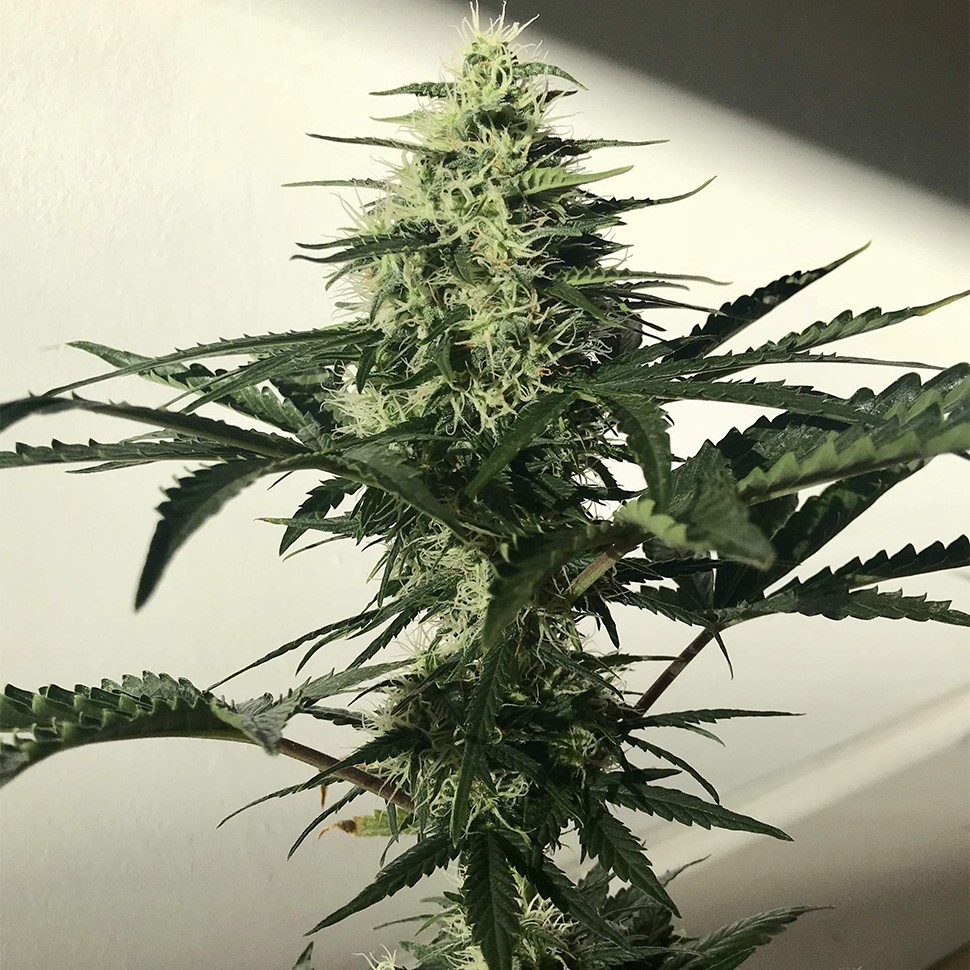 Семена марихуаны  Auto Afghan Kush feminised Ganja Seeds