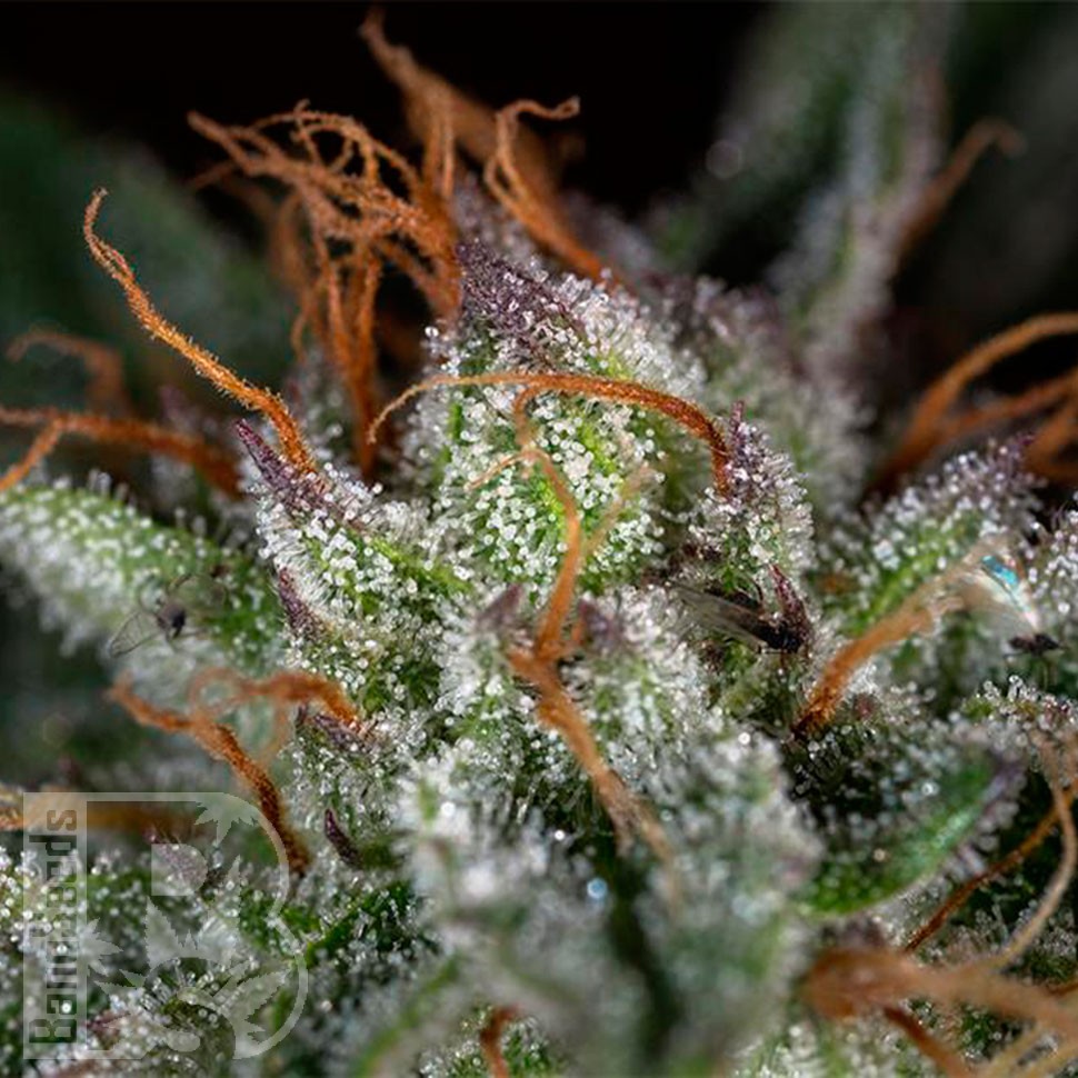 мощные семена конопли Auto Candy Kush regular мощные семена конопли Auto Candy Kush regular