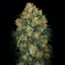 семена конопли аутдор Auto Candy Kush regular семена конопли аутдор Auto Candy Kush regular