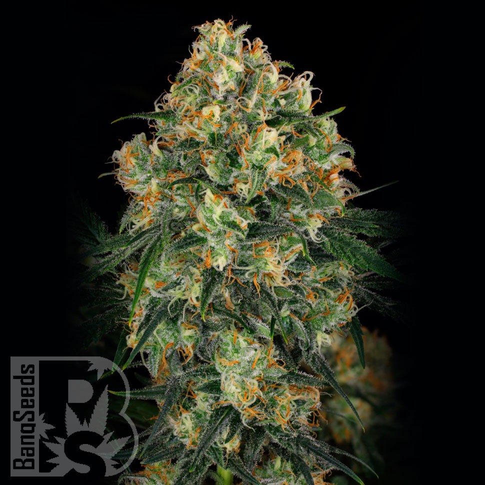 семена конопли аутдор Auto Candy Kush regular семена конопли аутдор Auto Candy Kush regular