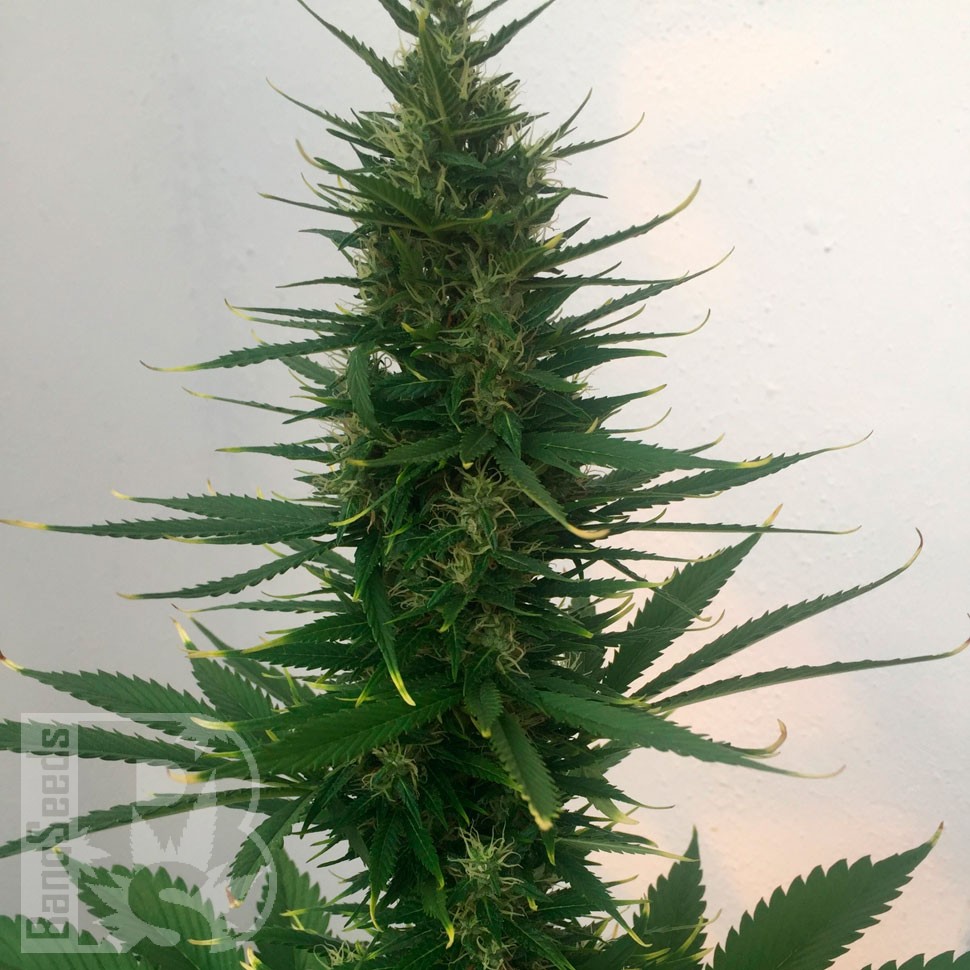 семена конопли скороспелый купить Auto Candy Kush regular семена конопли скороспелый купить Auto Candy Kush regular