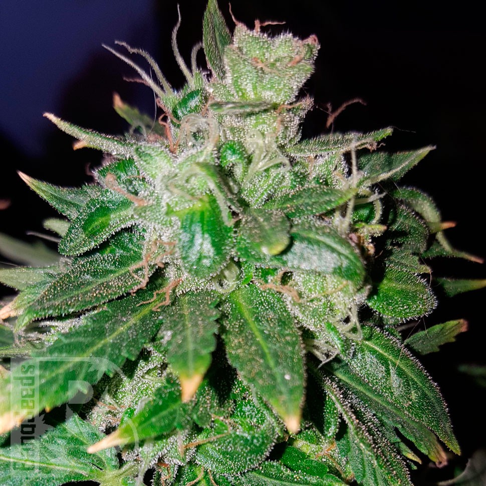 семена конопли дешево Auto Candy Kush regular семена конопли дешево Auto Candy Kush regular