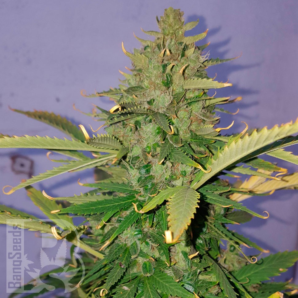 семена индийской конопли Auto Candy Kush regular семена индийской конопли Auto Candy Kush regular
