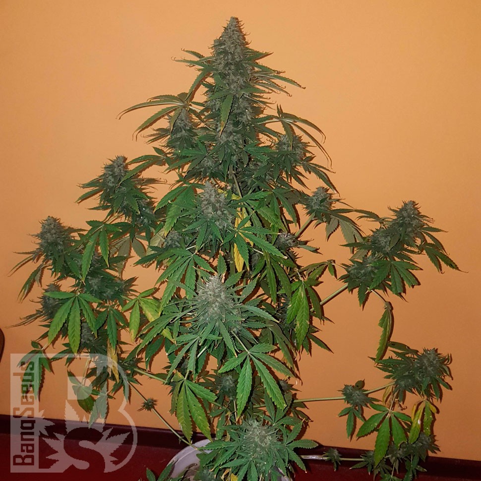 семена конопли в фирменной упаковке Auto Candy Kush regular семена конопли в фирменной упаковке Auto Candy Kush regular