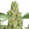 Семена конопли  Pure Power Plant feminised Ganja Seeds Семена конопли  Pure Power Plant feminised Ganja Seeds