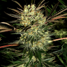 Семена конопли  Pure Power Plant feminised Ganja Seeds Семена конопли  Pure Power Plant feminised Ganja Seeds