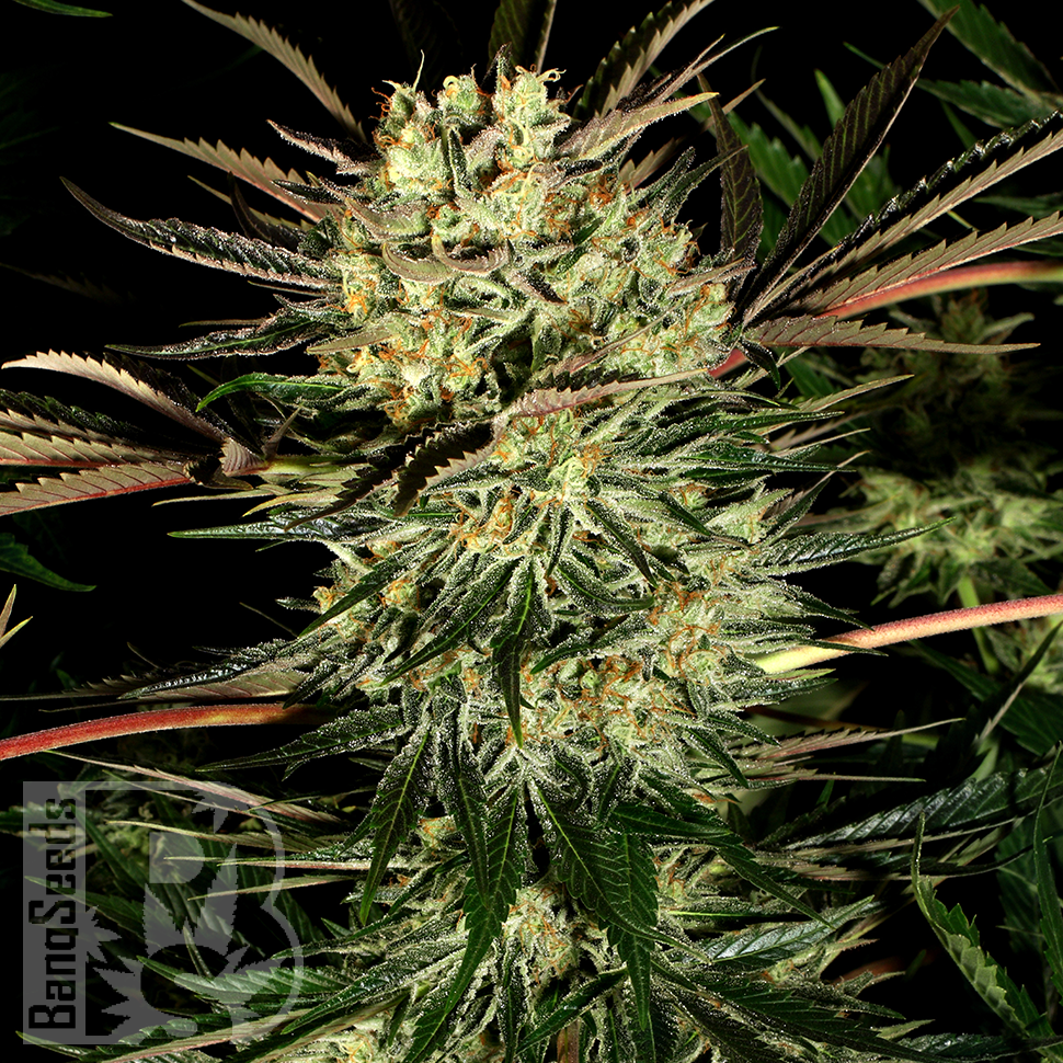 Семена конопли  Pure Power Plant feminised Ganja Seeds