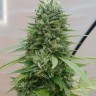 Семена  G13 Haze regular Ganja Seeds Семена  G13 Haze regular Ganja Seeds