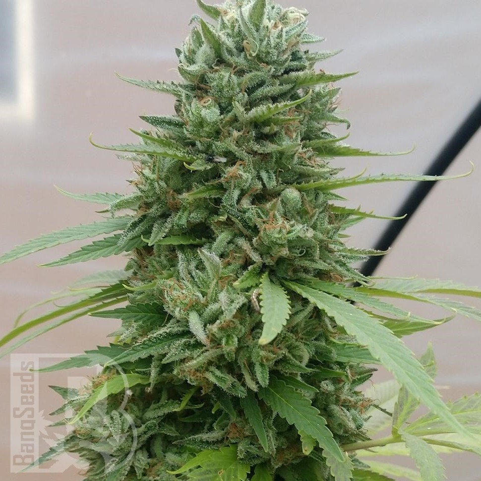 Семена  G13 Haze regular Ganja Seeds Семена  G13 Haze regular Ganja Seeds