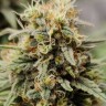 Семена  G13 Haze regular Ganja Seeds Семена  G13 Haze regular Ganja Seeds