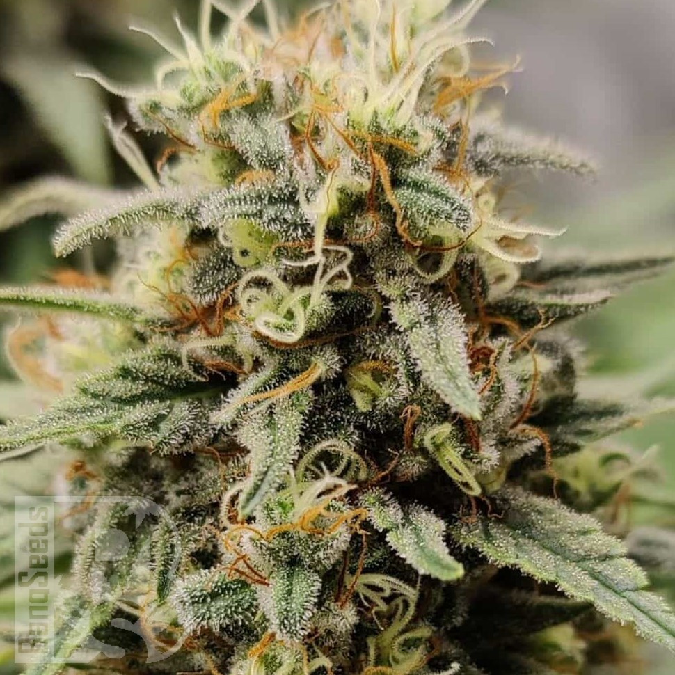 Семена  G13 Haze regular Ganja Seeds Семена  G13 Haze regular Ganja Seeds