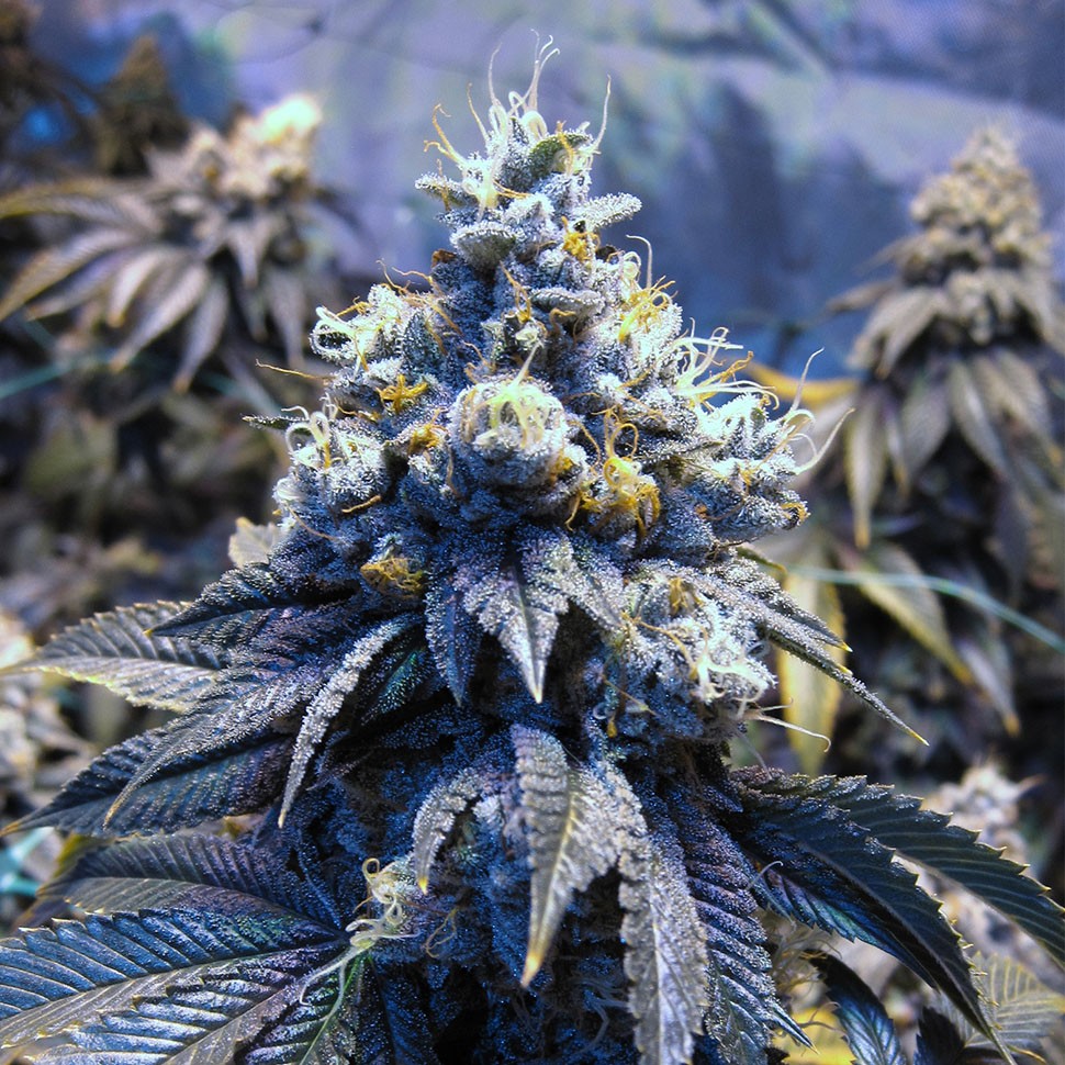 Семена ганжа  Auto Sinevir regular Ganja Seeds