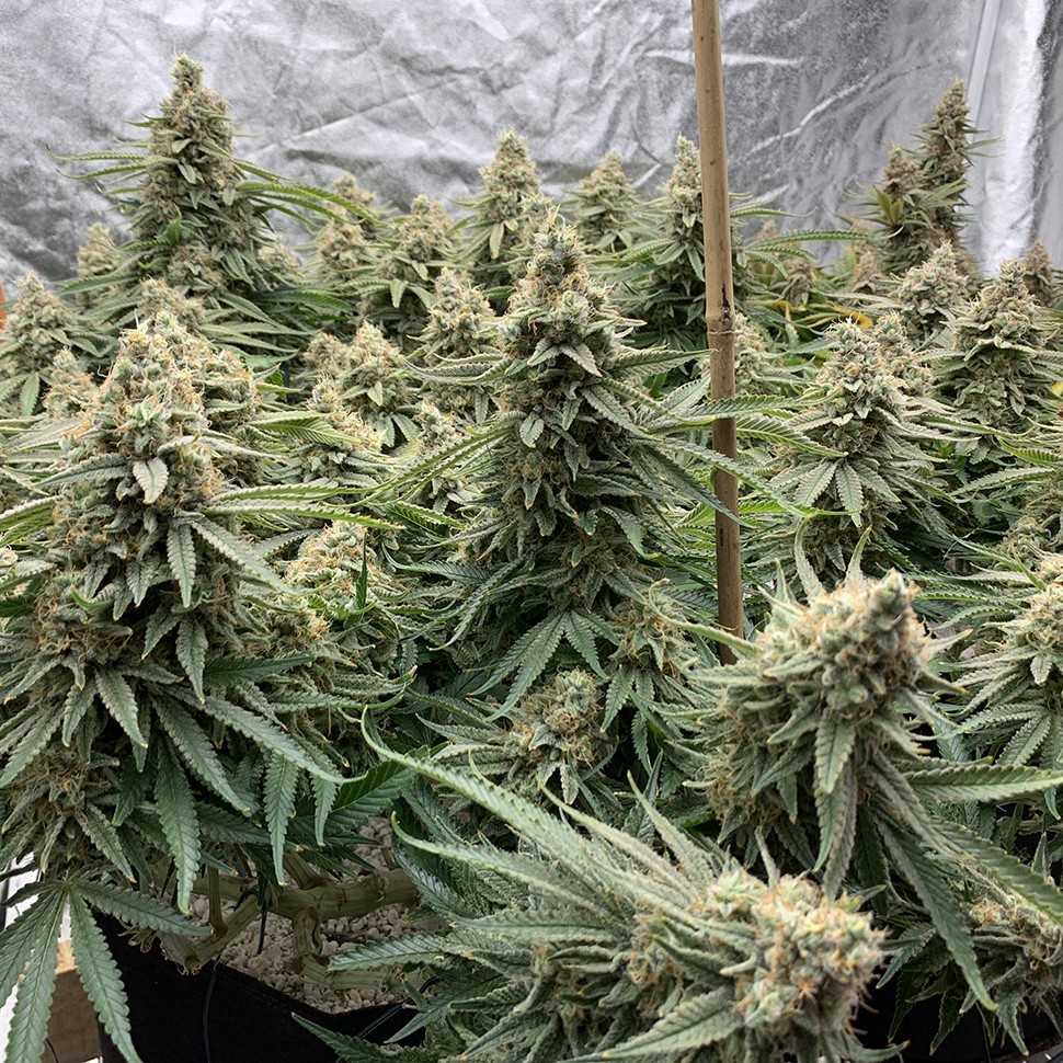 Семена марихуаны  Auto Super Extra Skunk feminised Victory Seeds