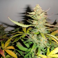 Auto Afghani #1 feminised Ganja Seeds