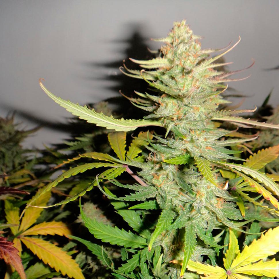 Семена марихуаны  Auto Afghani #1 feminised Ganja Seeds