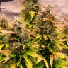 Семена каннабиса  Auto Mandarine XXL feminised Ganja Seeds Семена каннабиса  Auto Mandarine XXL feminised Ganja Seeds