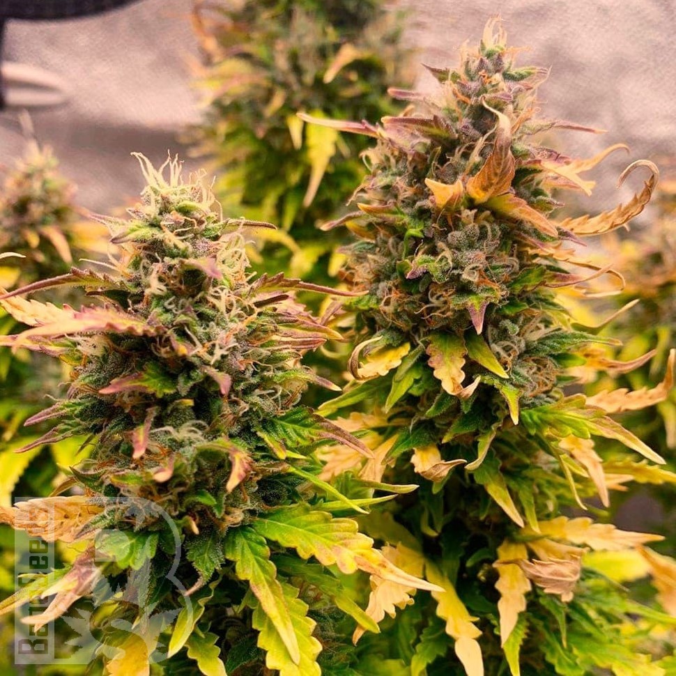 Семена каннабиса  Auto Mandarine XXL feminised Ganja Seeds Семена каннабиса  Auto Mandarine XXL feminised Ganja Seeds