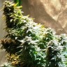 Семена каннабиса  Auto Mandarine XXL feminised Ganja Seeds Семена каннабиса  Auto Mandarine XXL feminised Ganja Seeds