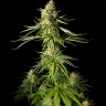 Семена каннабиса  Auto Mandarine XXL feminised Ganja Seeds Семена каннабиса  Auto Mandarine XXL feminised Ganja Seeds