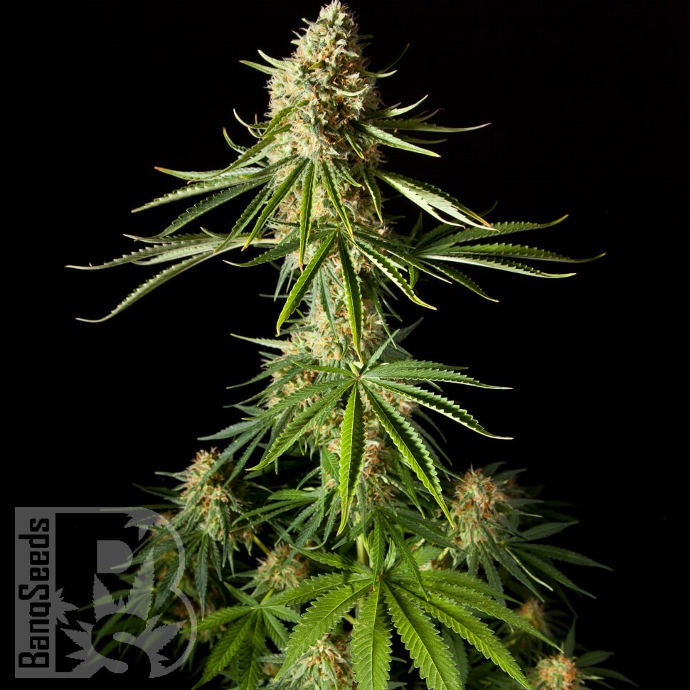 Семена каннабиса  Auto Mandarine XXL feminised Ganja Seeds Семена каннабиса  Auto Mandarine XXL feminised Ganja Seeds