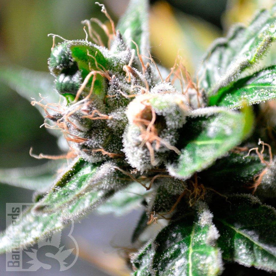 семена конопли почтой Auto Super Skunk regular семена конопли почтой Auto Super Skunk regular