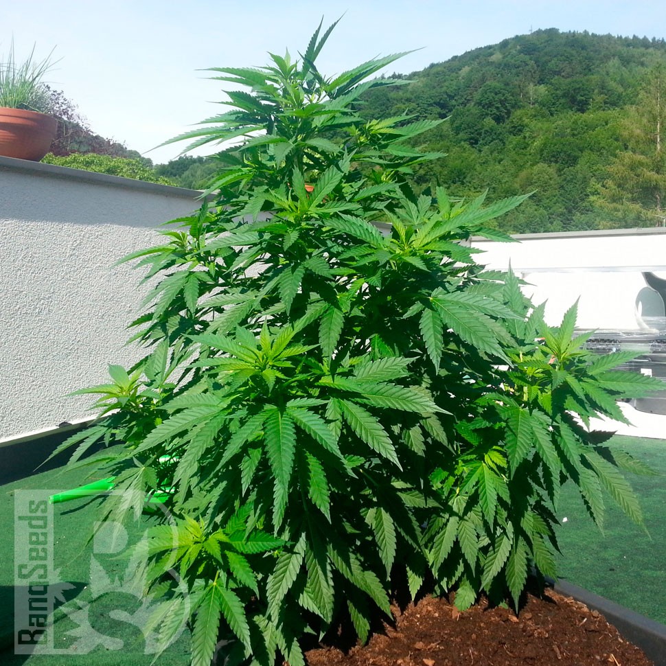 заказать качественные семена конопли Auto Super Skunk regular заказать качественные семена конопли Auto Super Skunk regular
