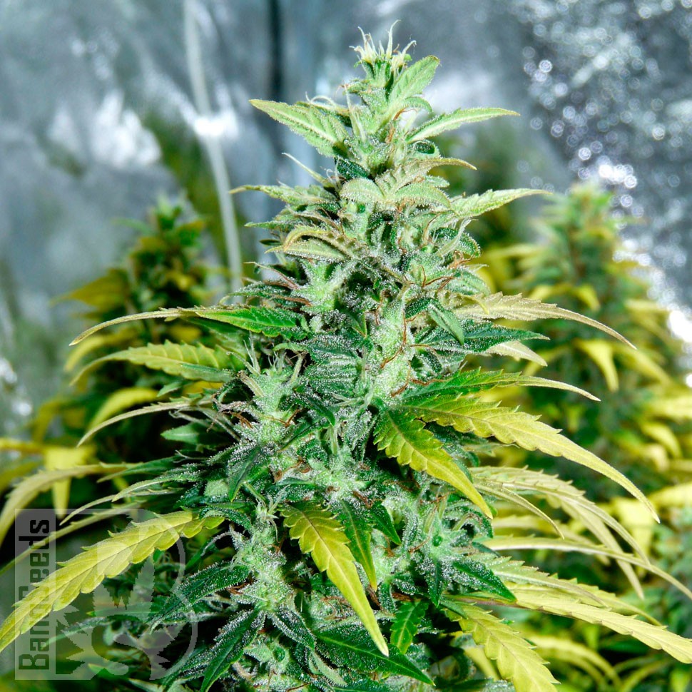 заказать на сайте семена конопли Auto Super Skunk regular заказать на сайте семена конопли Auto Super Skunk regular