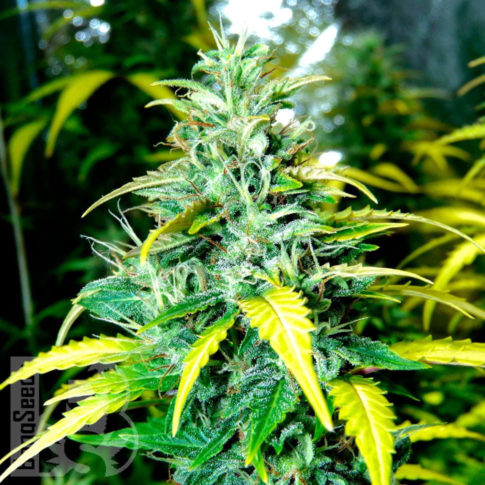 где можно заказать семена конопли Auto Super Skunk regular где можно заказать семена конопли Auto Super Skunk regular