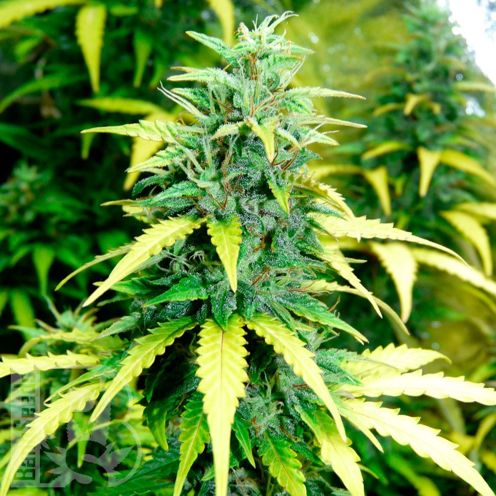 хорошие семена конопли Auto Super Skunk regular хорошие семена конопли Auto Super Skunk regular