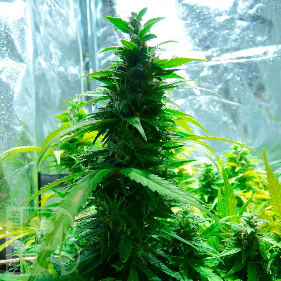 конопля семена сорта заказать Auto Super Skunk regular конопля семена сорта заказать Auto Super Skunk regular